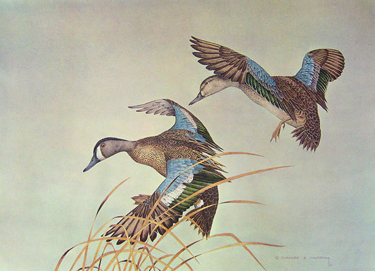 A detailed watercolor painting of two blue-winged teal ducks flying over yellow grasses.