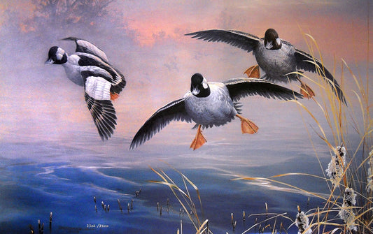 A painting of three bufflehead ducks flying low over misty water at sunrise.