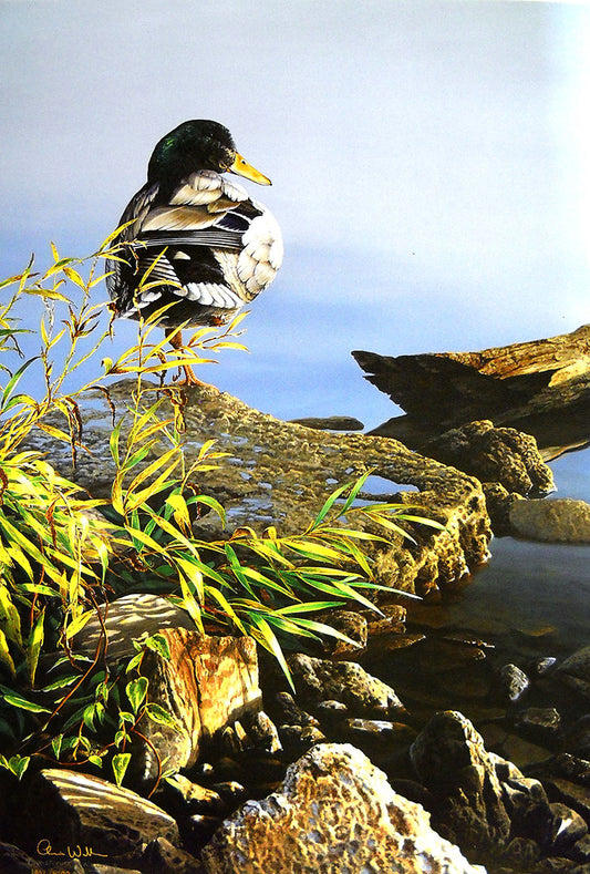 A painting of a mallard duck perching on one leg, balancing on a rock at the water's edge.
