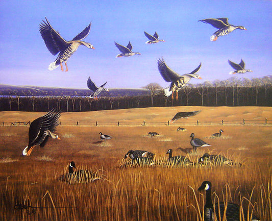 A painting of a flock of greater white-fronted "specklebelly" geese and a flock of Canada geese. The Canada geese roam a grassy field as the specklebellies fly overhead.