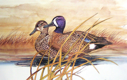 A watercolor painting of two blue-winged teals standing among grasses growing in the shallow water of a marsh.