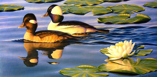 A painting of two bufflehead ducks swimming between lily pads in the water.