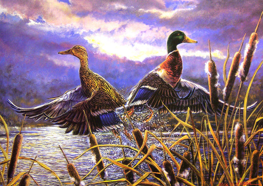 A painting of two mallard ducks taking flight from a lake.