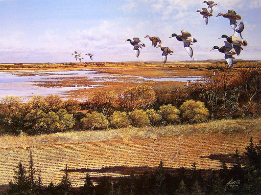 A painting of pintails and a flock of mallard ducks flying over a fall landscape. Marshes and fields stretch into the distance.