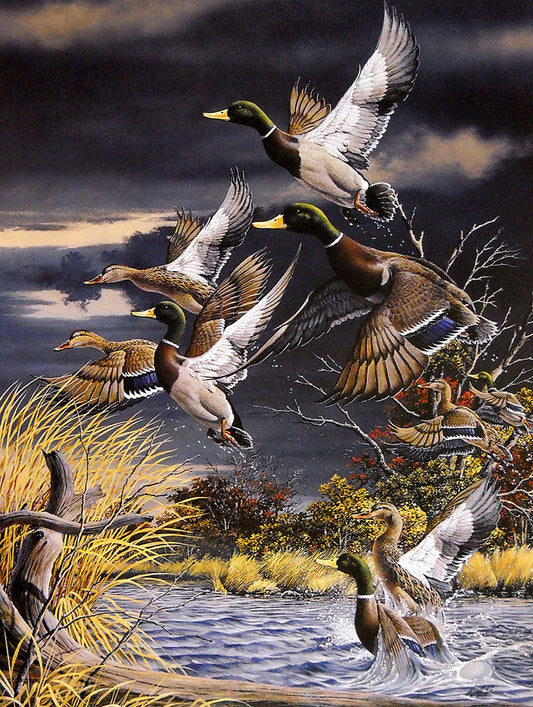 A painting of a flock of mallard ducks taking flight from the water on a cloudy autumn morning.