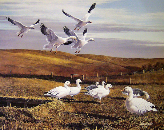 A painting of a harvested straw field, where a flock of greater snow geese gather near a concealed hunting blind.