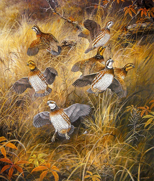 A painting of a flock of bobwhite quail taking flight out of a patch of tall, yellowed grass.