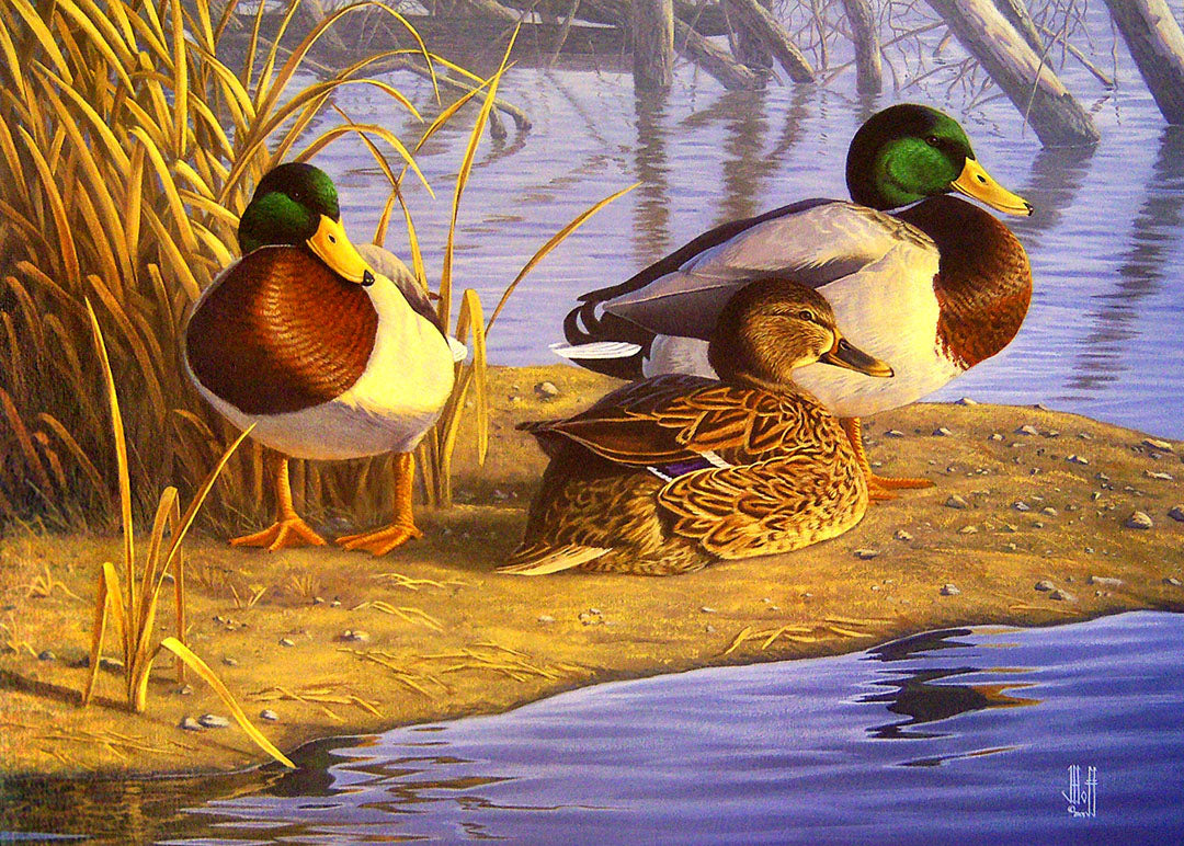 A painting of three mallard ducks sunbathing on the bank of the water.