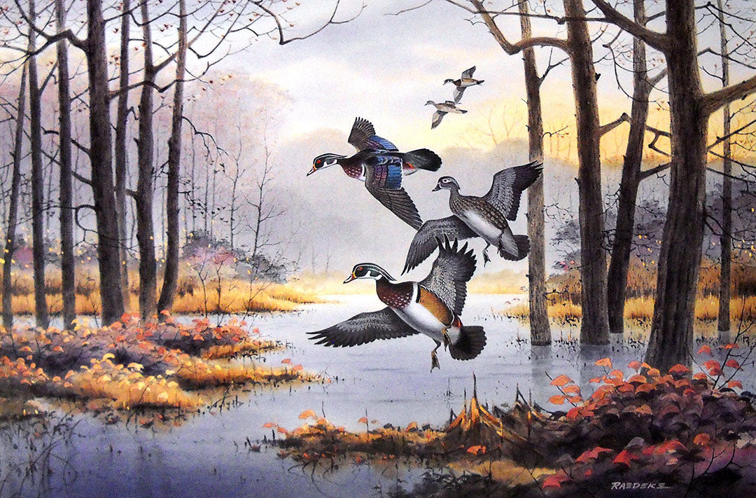 A painting of wood ducks flying through a wooded marsh.