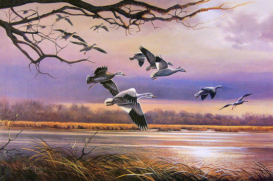 A painting of a flock of snow geese in two color morphs flying over the water of Renzienhausen Slough in South Dakota.