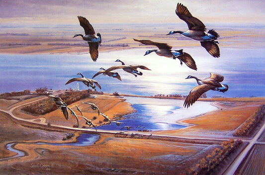 A painting of Canada geese high in the air, flying down toward the water.