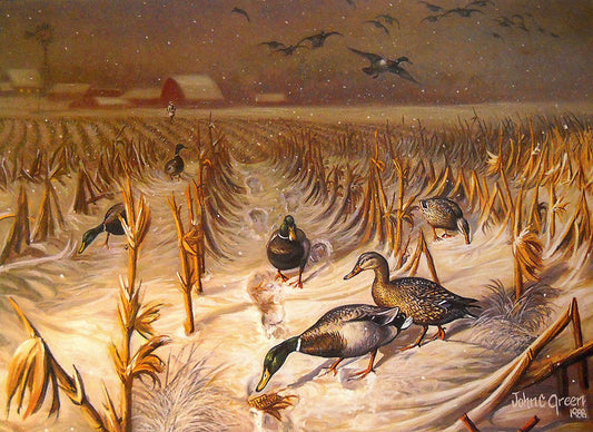 A painting of a flock of mallard ducks foraging in a harvested corn field, searching through the snow for leftover corn.