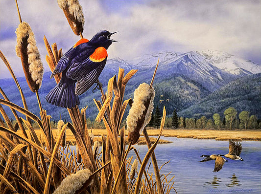 A painting of a red-winged blackbird perched on reeds along the edge of a mountainside marsh.