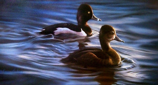 A painting of two ring-necked ducks swimming through reflective blue water.