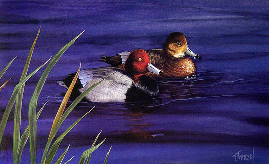 A painting of two redhead ducks swimming on reflective blue water.