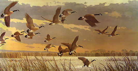 A painting of a flock of Canada geese flying low to land in the water of the Horicon Marsh.