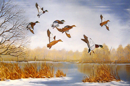A painting of a flock of mallard ducks flying over a lake in winter.