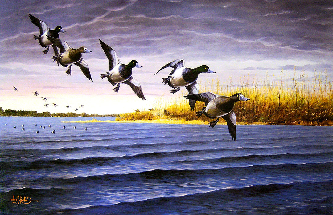 A painting of a flock of greater scaup ducks, also known as bluebills, flying over a lake.