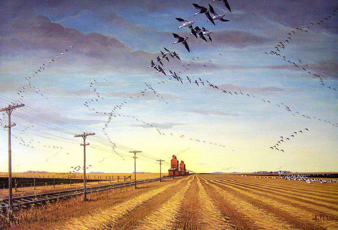 A painting of many flocks of snow geese flying over stubble fields.