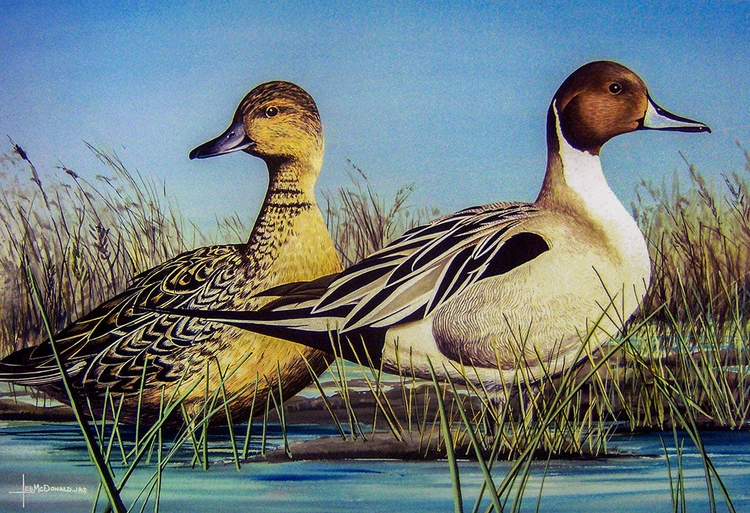 A painting of two pintail ducks standing in shallow marsh water below a blue sky.