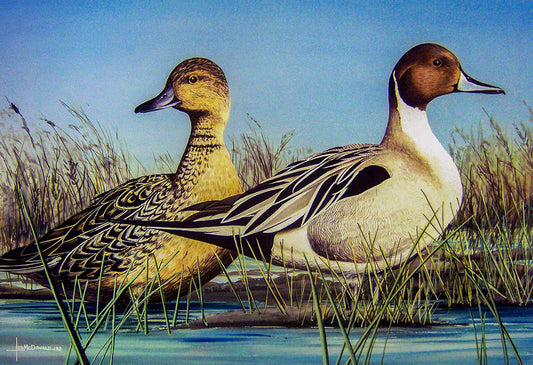 A painting of two pintail ducks standing in shallow marsh water below a blue sky.