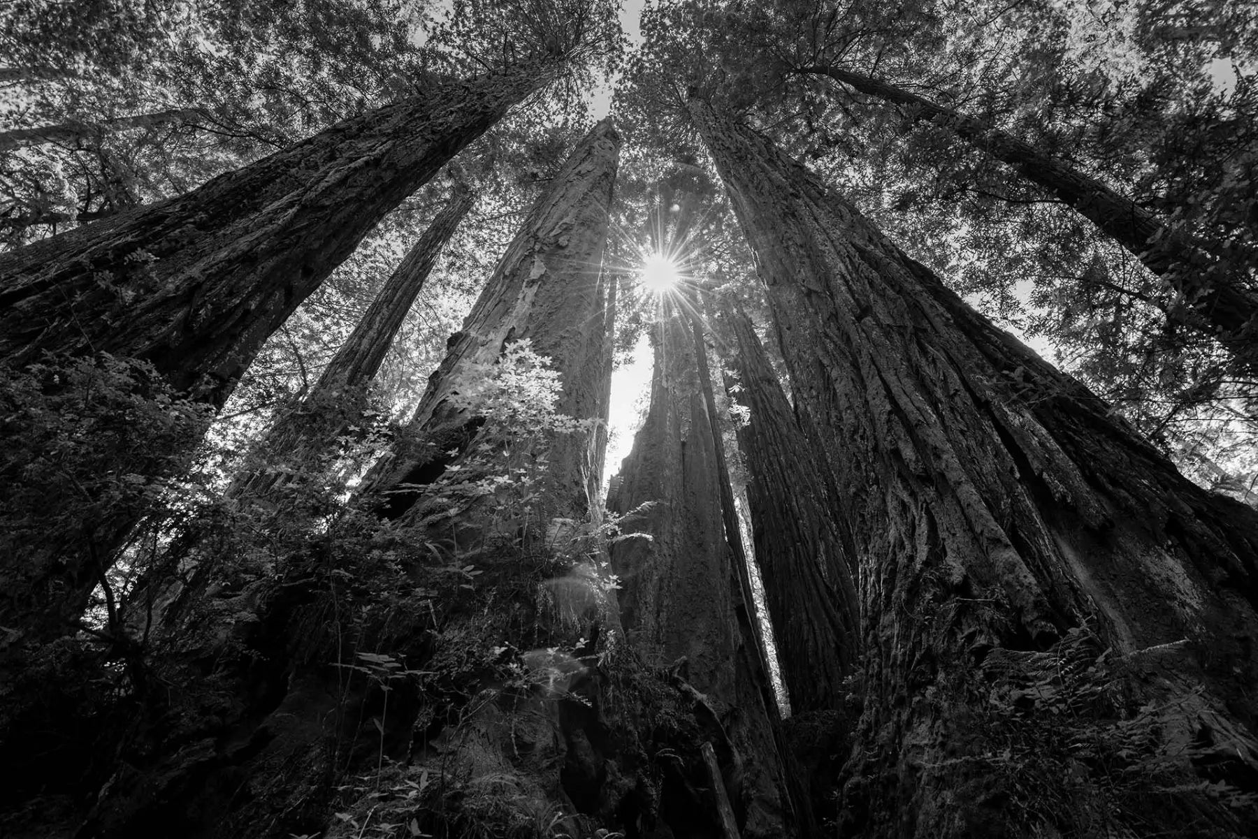 Black and white photo looking up at the giant redwood trees in Redwood National Park, California.